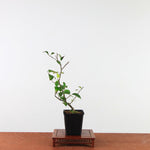 Ilex serrata