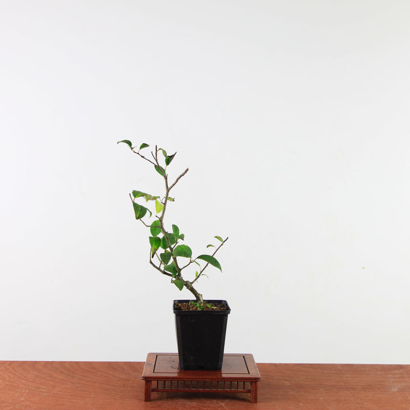 Ilex serrata