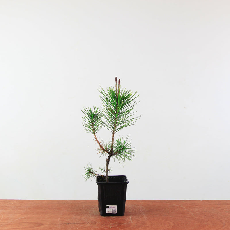 Pinus Densiflora 'rode den'