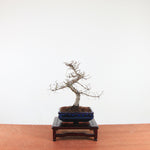 Bonsai Ulmus Parvifolia 'Chinese iep'