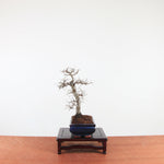 Bonsai Ulmus Parvifolia 'Chinese iep'
