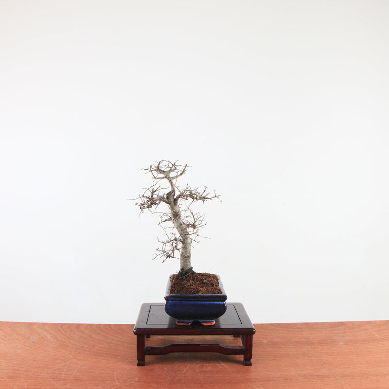 Bonsai Ulmus Parvifolia 'Chinese iep'