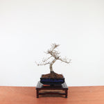 Bonsai Ulmus Parvifolia 'Chinese iep'