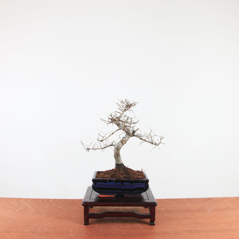 Bonsai Ulmus Parvifolia 'Chinese iep'