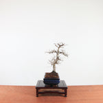 Bonsai Ulmus Parvifolia 'Chinese iep'