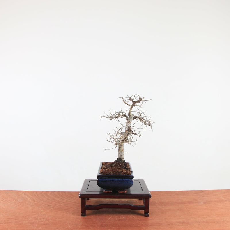 Bonsai Ulmus Parvifolia 'Chinese iep'