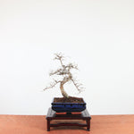 Bonsai Ulmus Parvifolia 'Chinese iep'