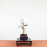 Bonsai Ulmus Parvifolia 'Chinese iep'