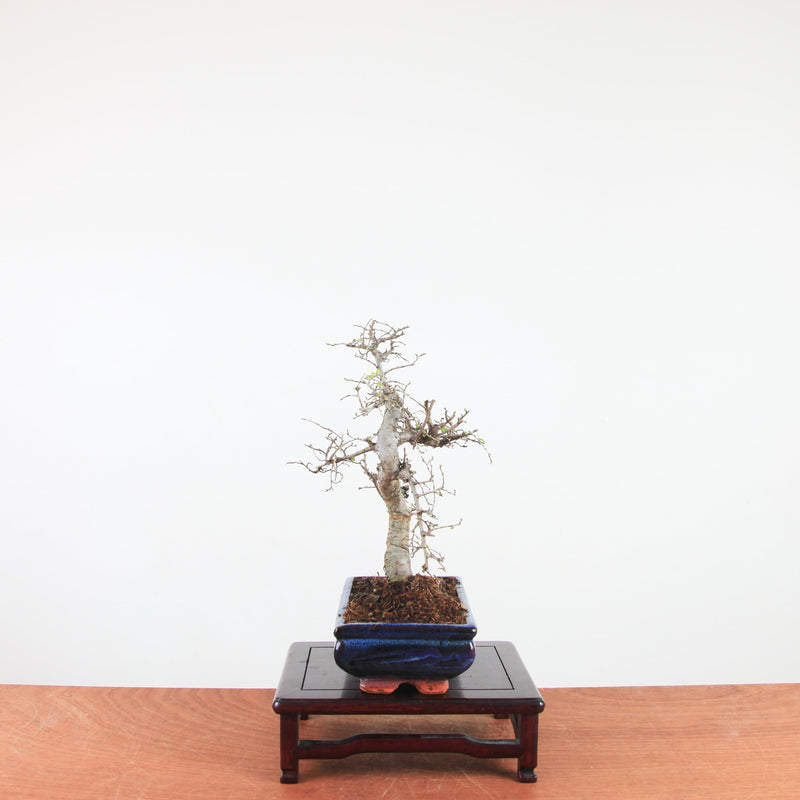 Bonsai Ulmus Parvifolia 'Chinese iep'