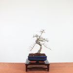 Bonsai Ulmus Parvifolia 'Chinese iep'