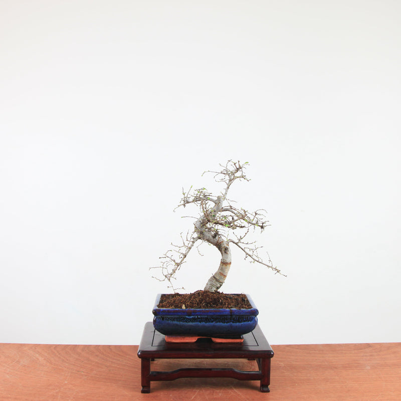 Bonsai Ulmus Parvifolia 'Chinese iep'