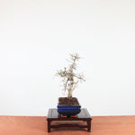 Bonsai Ulmus Parvifolia 'Chinese iep'