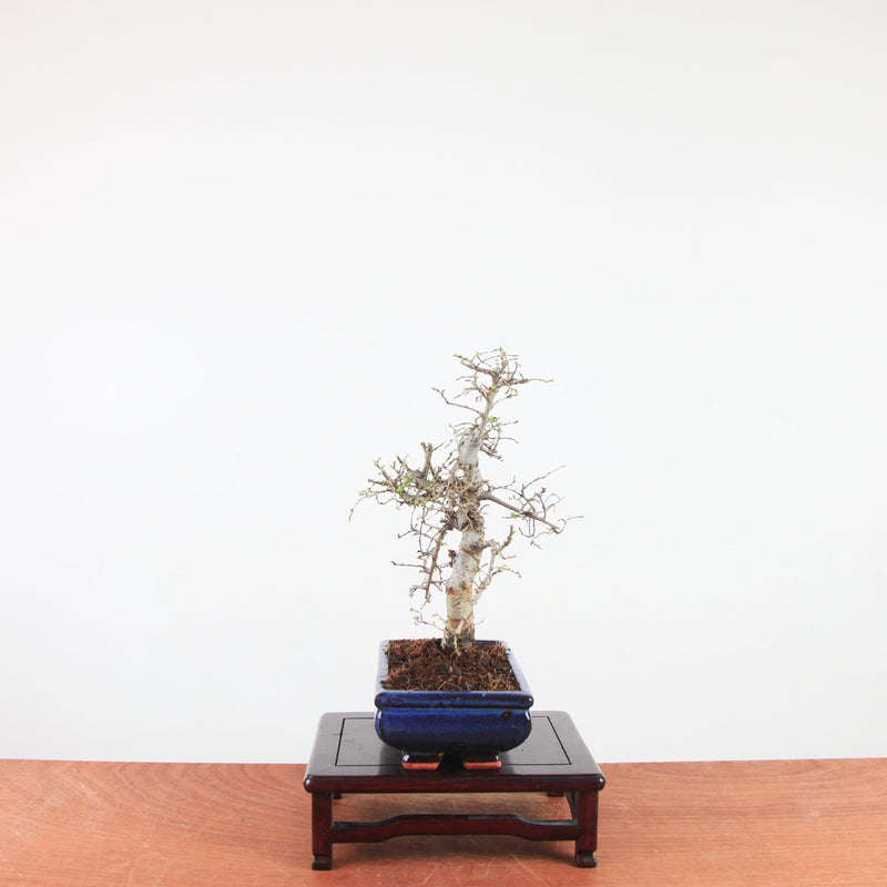 Bonsai Ulmus Parvifolia 'Chinese iep'