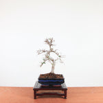 Bonsai Ulmus Parvifolia 'Chinese iep'
