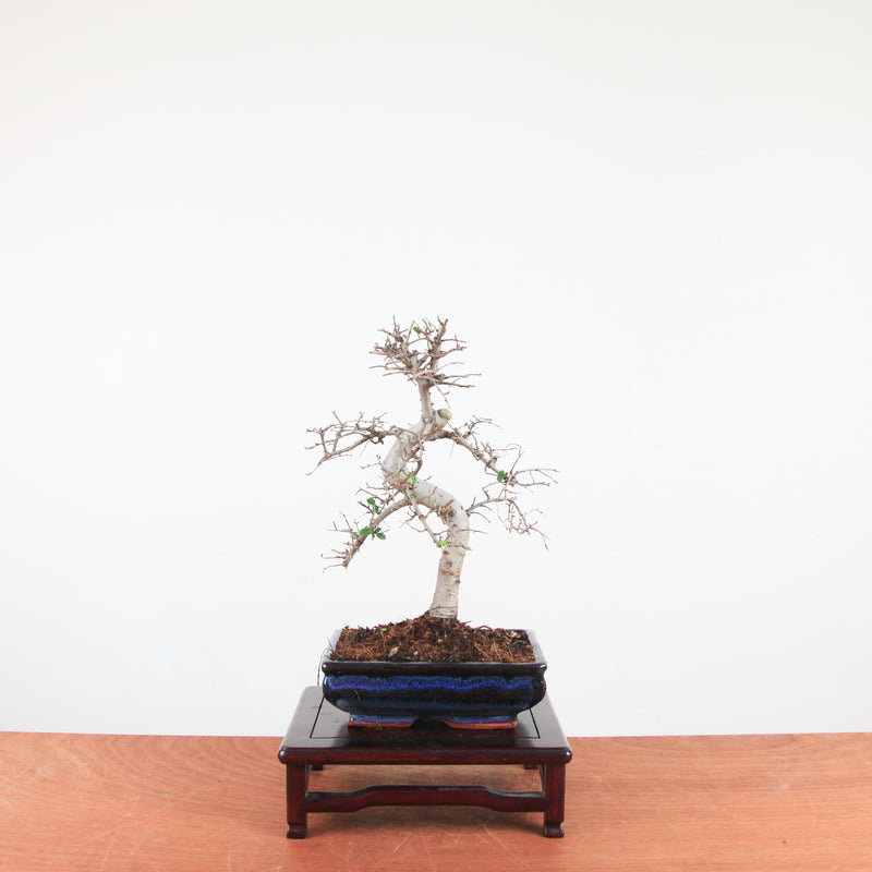 Bonsai Ulmus Parvifolia 'Chinese iep'