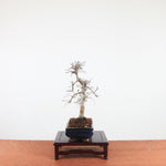 Bonsai Ulmus Parvifolia 'Chinese iep'