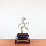 Bonsai Ulmus Parvifolia 'Chinese iep'
