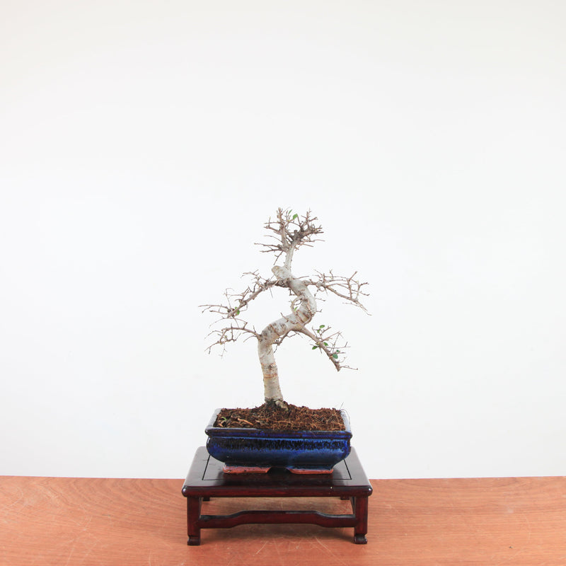 Bonsai Ulmus Parvifolia 'Chinese iep'