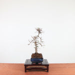 Bonsai Ulmus Parvifolia 'Chinese iep'