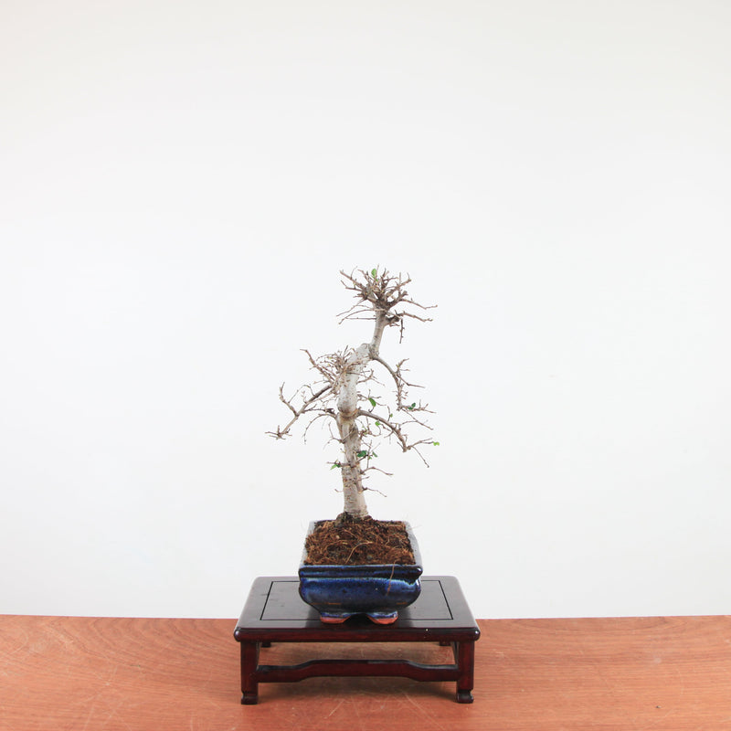 Bonsai Ulmus Parvifolia 'Chinese iep'