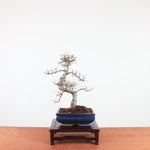 Bonsai Ulmus Parvifolia 'Chinese iep'