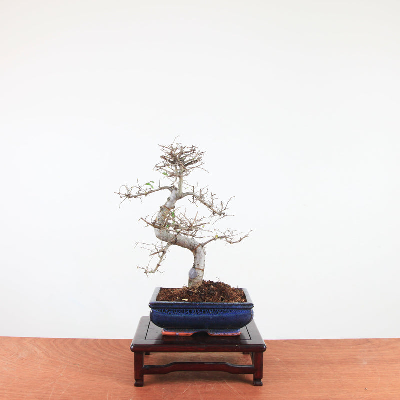 Bonsai Ulmus Parvifolia 'Chinese iep'