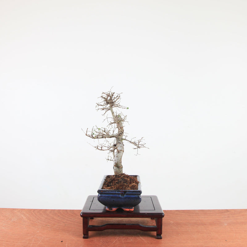 Bonsai Ulmus Parvifolia 'Chinese iep'