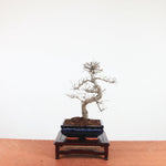 Bonsai Ulmus Parvifolia 'Chinese iep'