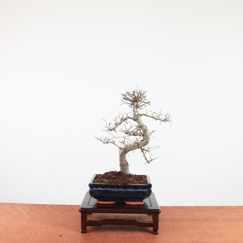 Bonsai Ulmus Parvifolia 'Chinese iep'