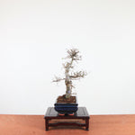 Bonsai Ulmus Parvifolia 'Chinese iep'
