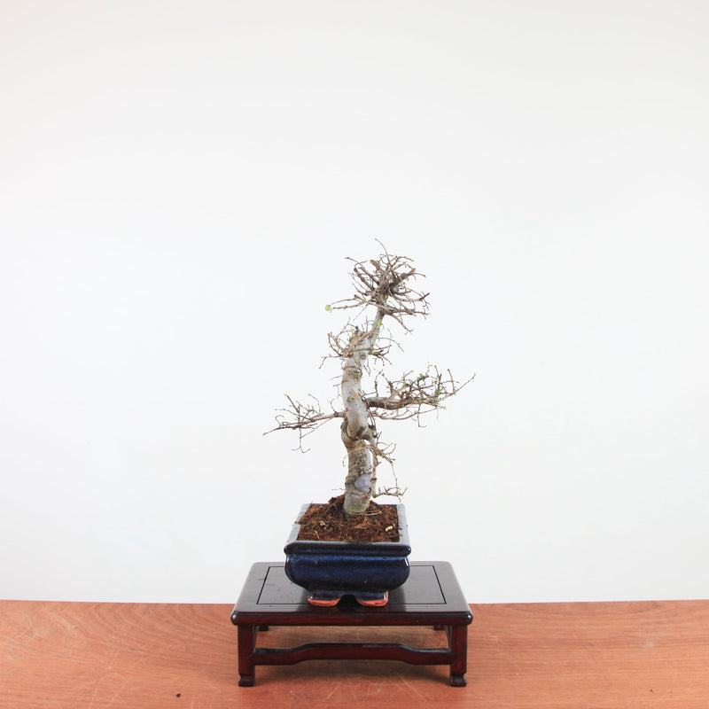 Bonsai Ulmus Parvifolia 'Chinese iep'