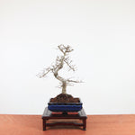 Bonsai Ulmus Parvifolia 'Chinese iep'