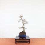 Bonsai Ulmus Parvifolia 'Chinese iep'