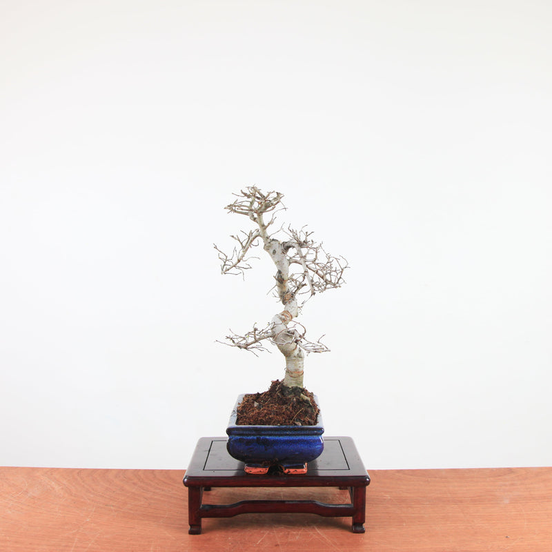 Bonsai Ulmus Parvifolia 'Chinese iep'