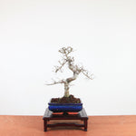Bonsai Ulmus Parvifolia 'Chinese iep'