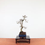 Bonsai Ulmus Parvifolia 'Chinese iep'