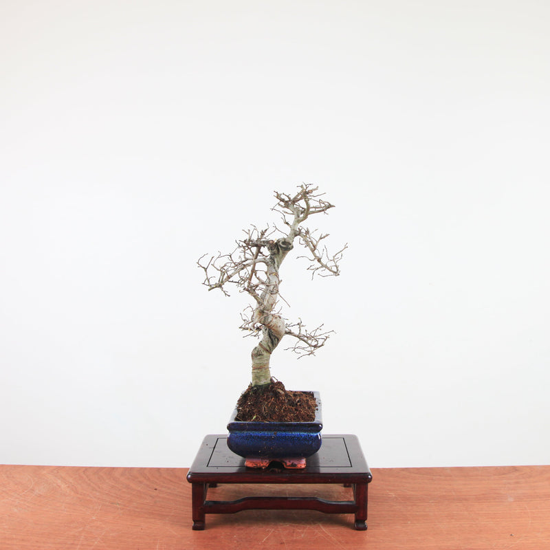 Bonsai Ulmus Parvifolia 'Chinese iep'