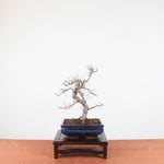 Bonsai Ulmus Parvifolia 'Chinese iep'