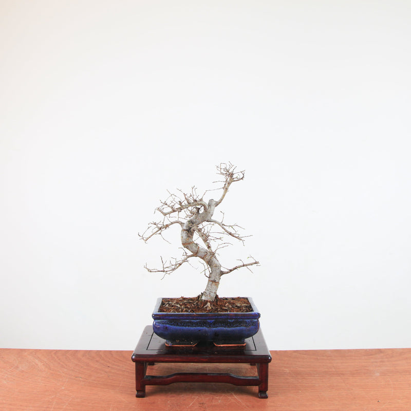 Bonsai Ulmus Parvifolia 'Chinese iep'
