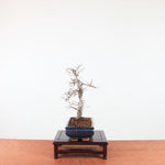 Bonsai Ulmus Parvifolia 'Chinese iep'