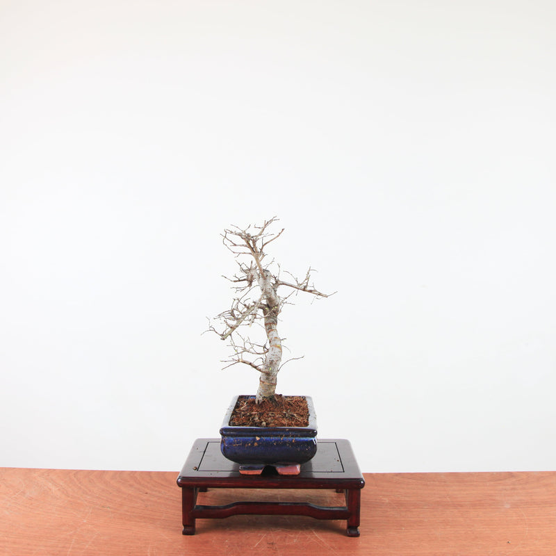Bonsai Ulmus Parvifolia 'Chinese iep'