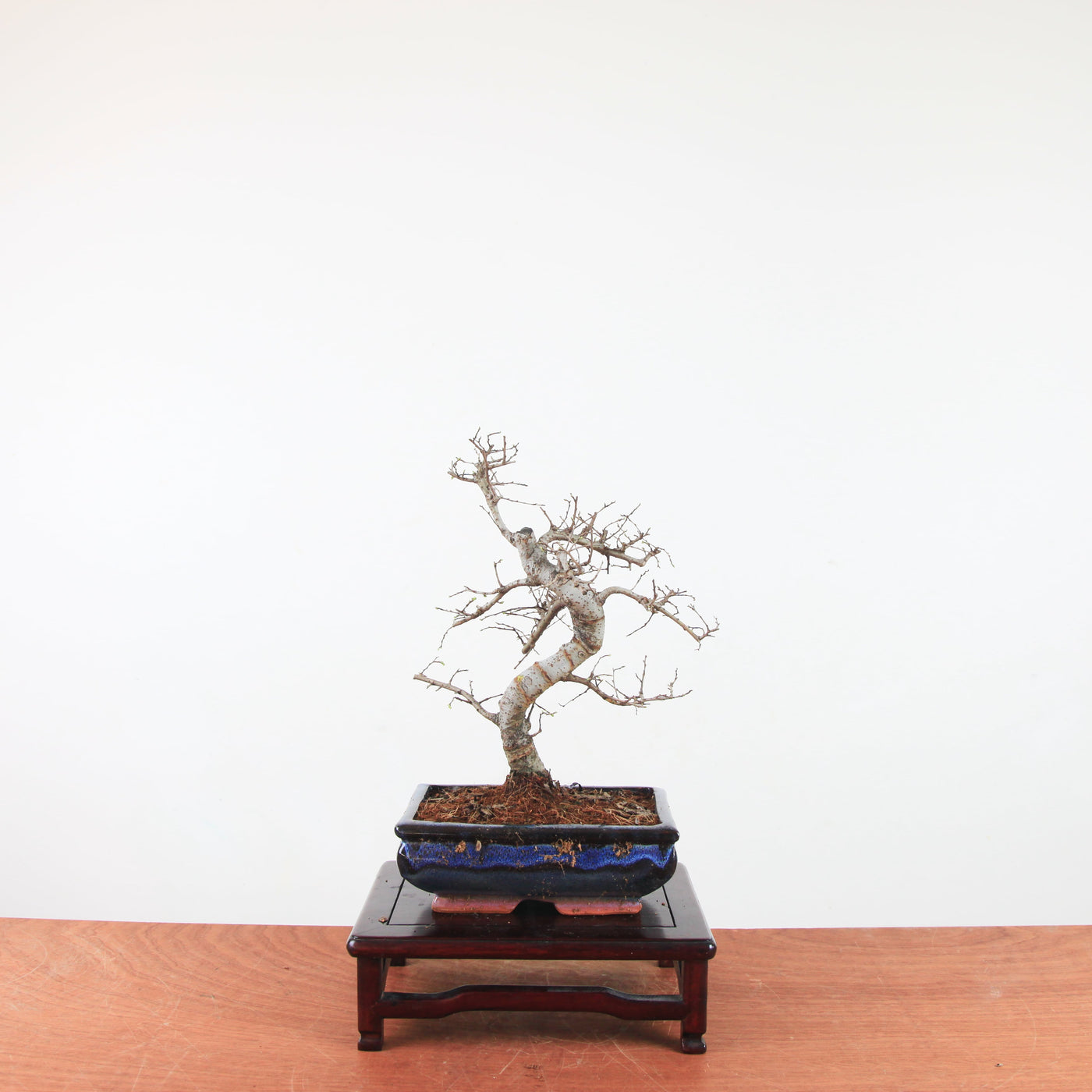 Bonsai Ulmus Parvifolia 'Chinese iep'