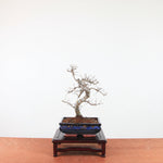 Bonsai Ulmus Parvifolia 'Chinese iep'