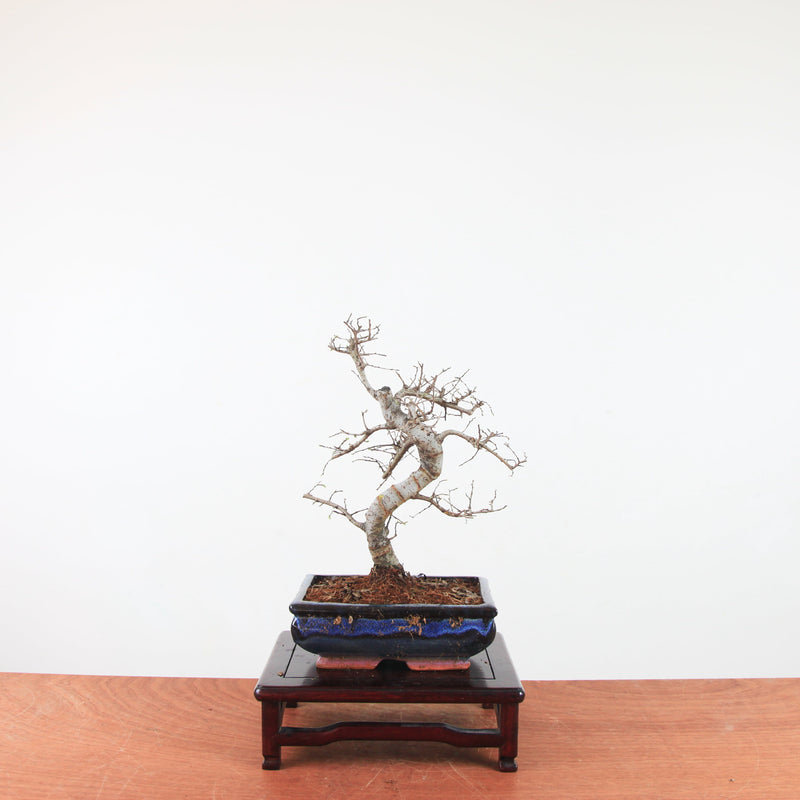 Bonsai Ulmus Parvifolia 'Chinese iep'