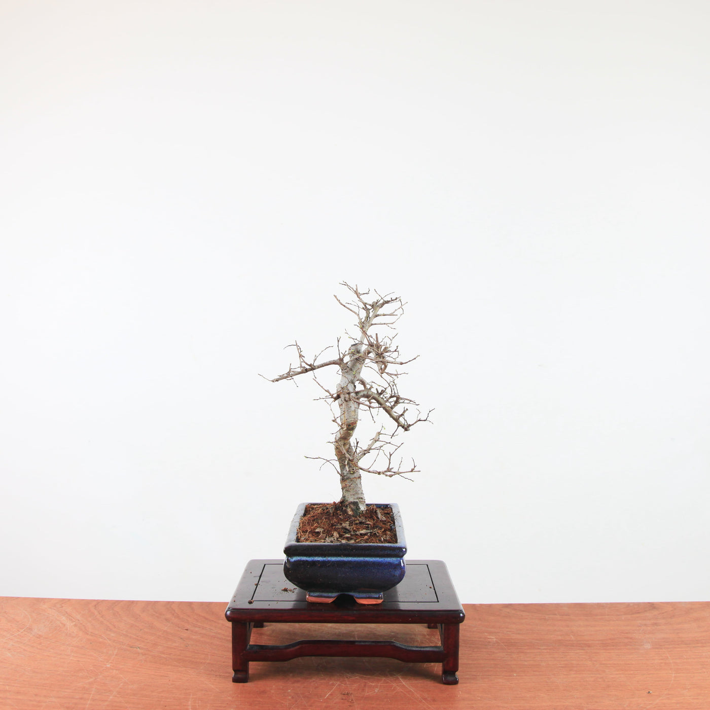Bonsai Ulmus Parvifolia 'Chinese iep'