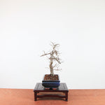 Bonsai Ulmus Parvifolia 'Chinese iep'