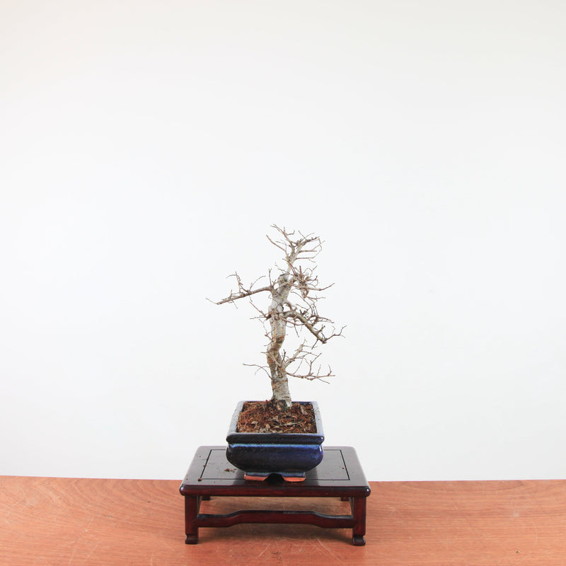 Bonsai Ulmus Parvifolia 'Chinese iep'