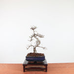 Bonsai Ulmus Parvifolia 'Chinese iep'