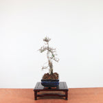 Bonsai Ulmus Parvifolia 'Chinese iep'
