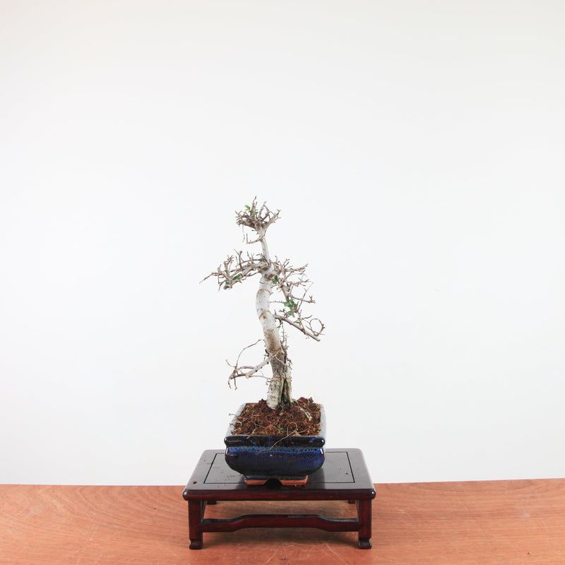 Bonsai Ulmus Parvifolia 'Chinese iep'